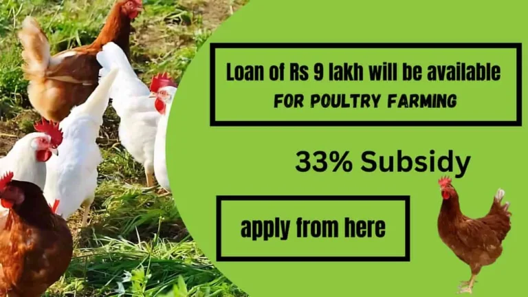 Poultry Farming Me Golden Chance: 33% सब्सिडी और 9 लाख तक का लोन